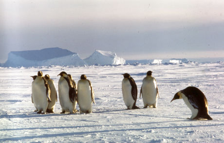 Gode Gravenhorst Penguins Welcome Penguins