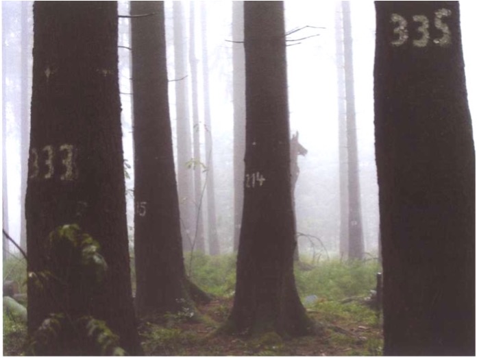 Fichten-Versuchsflächen Fichten-Versuchsflächen