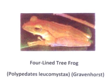 Four-Lined Tree Frog Four-Lined Tree Frog